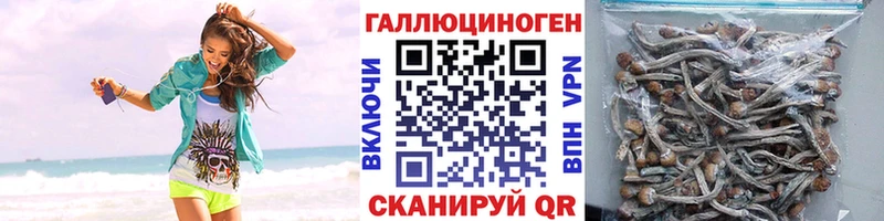 наркотики  Ядрин  Псилоцибиновые грибы Psilocybine cubensis 